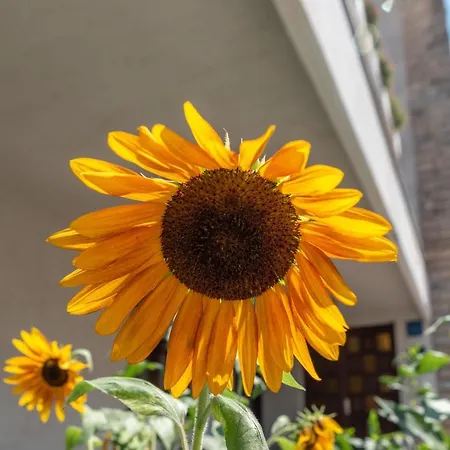 Διαμέρισμα Vojin Τρογκίρ